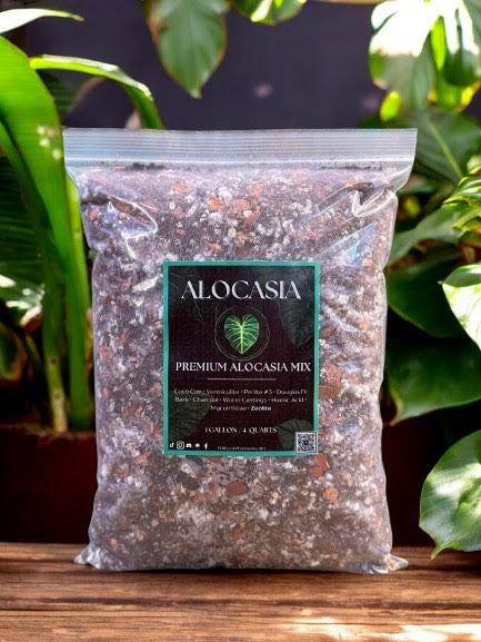 Premium Alocasia Mix