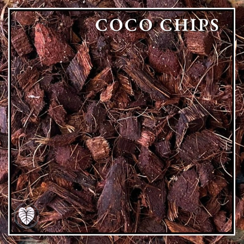 Coco Chips