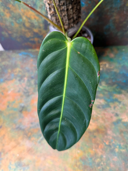 Philodendron Esmeraldense Narrow