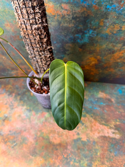 Philodendron Esmeraldense Narrow