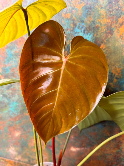 Philodendron Lynamii