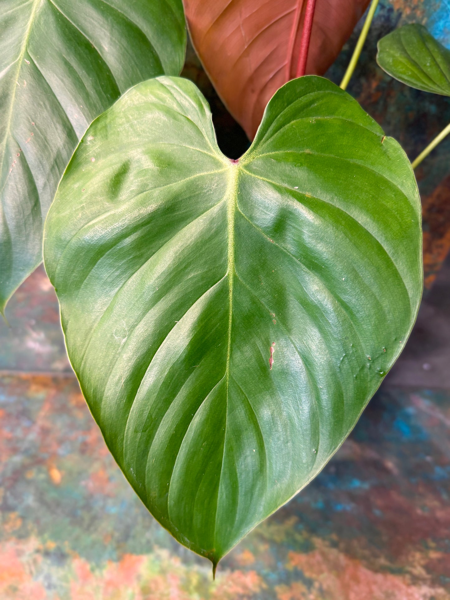 Philodendron Lynamii