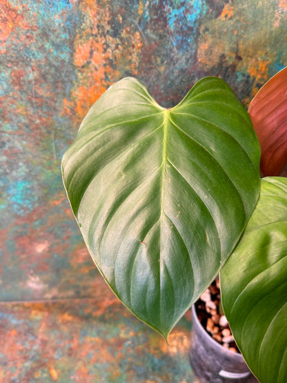 Philodendron Lynamii