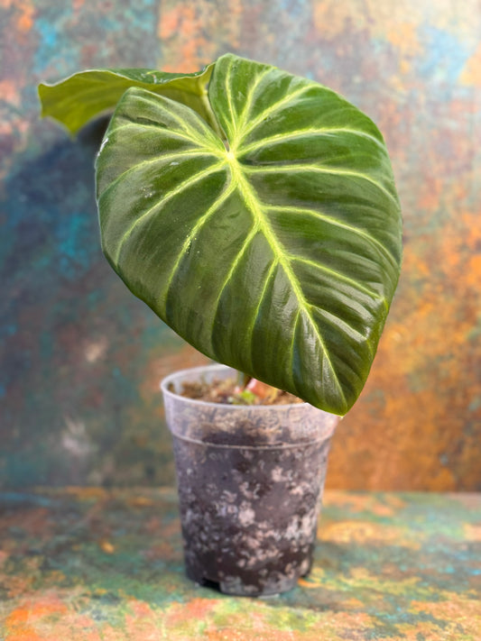 Philodendron Luxurians