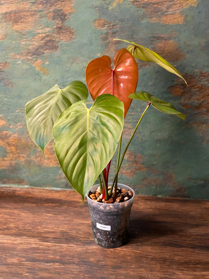 Philodendron Lynamii