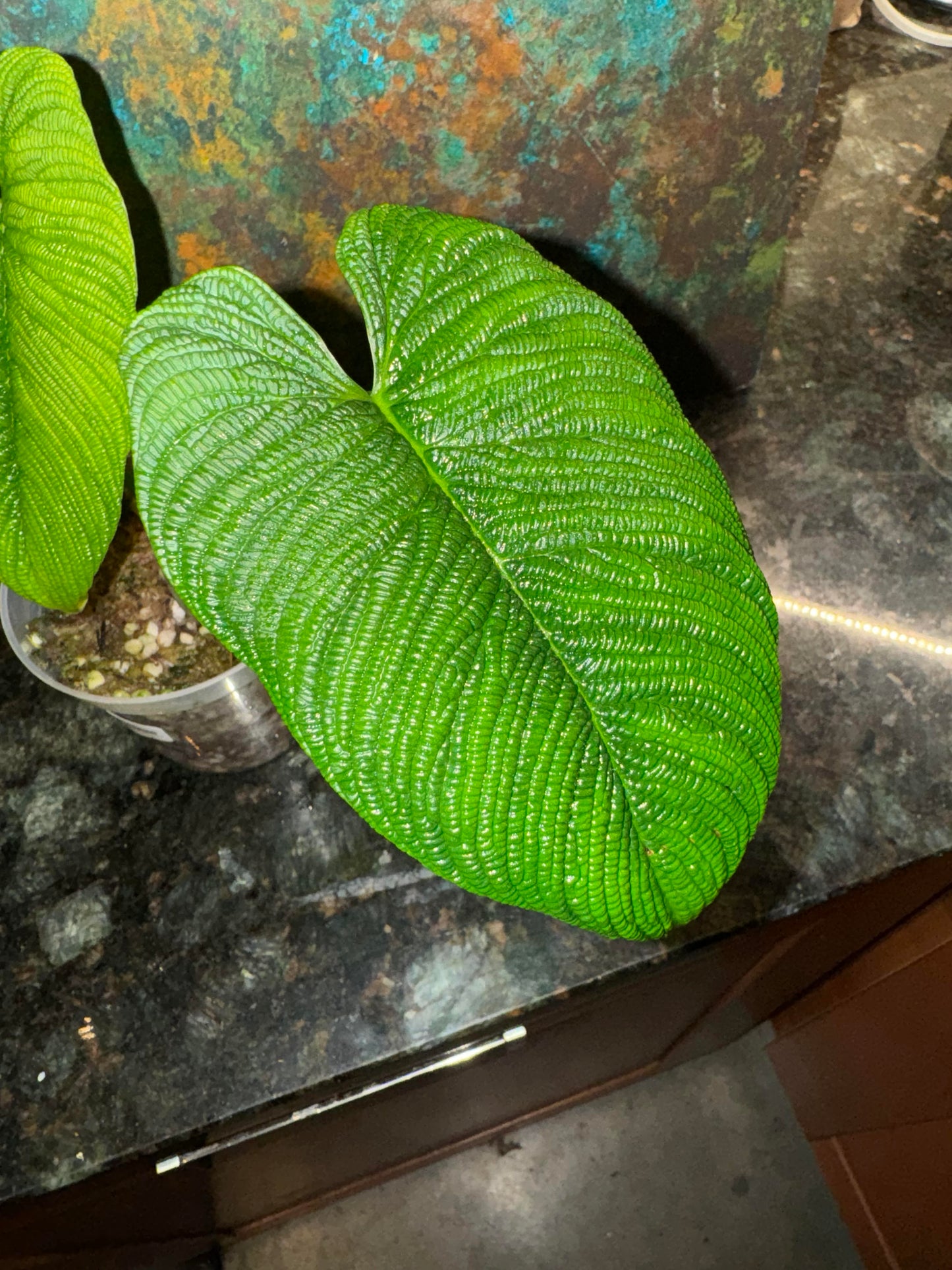 Philodendron Lynnhannoniae #1