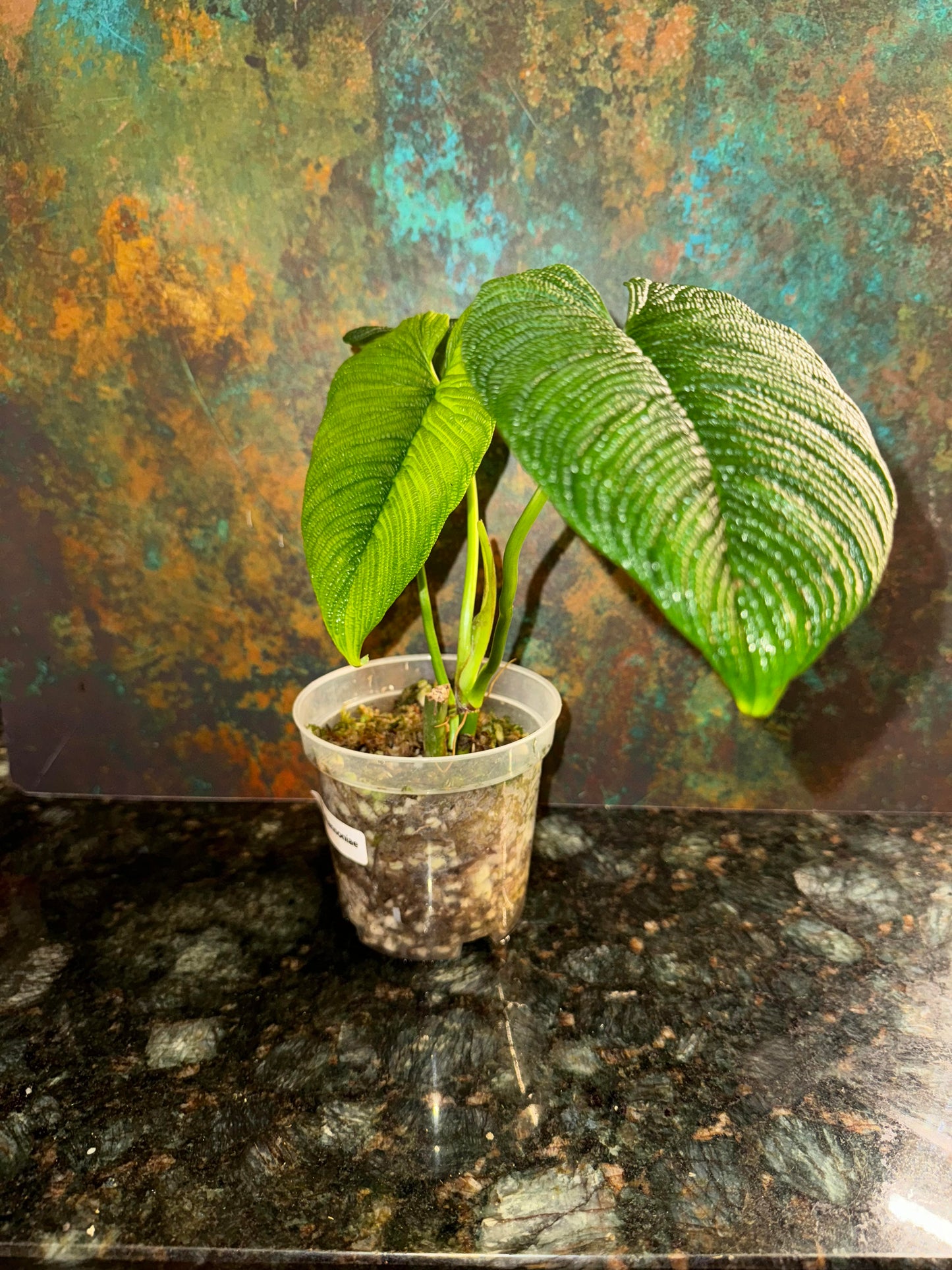 Philodendron Lynnhannoniae #1