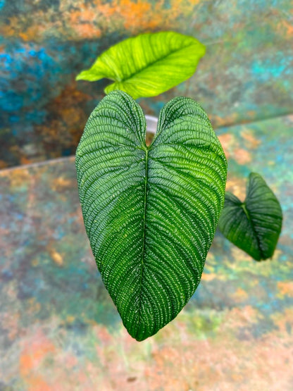 Philodendron Lynnhannoniae #1