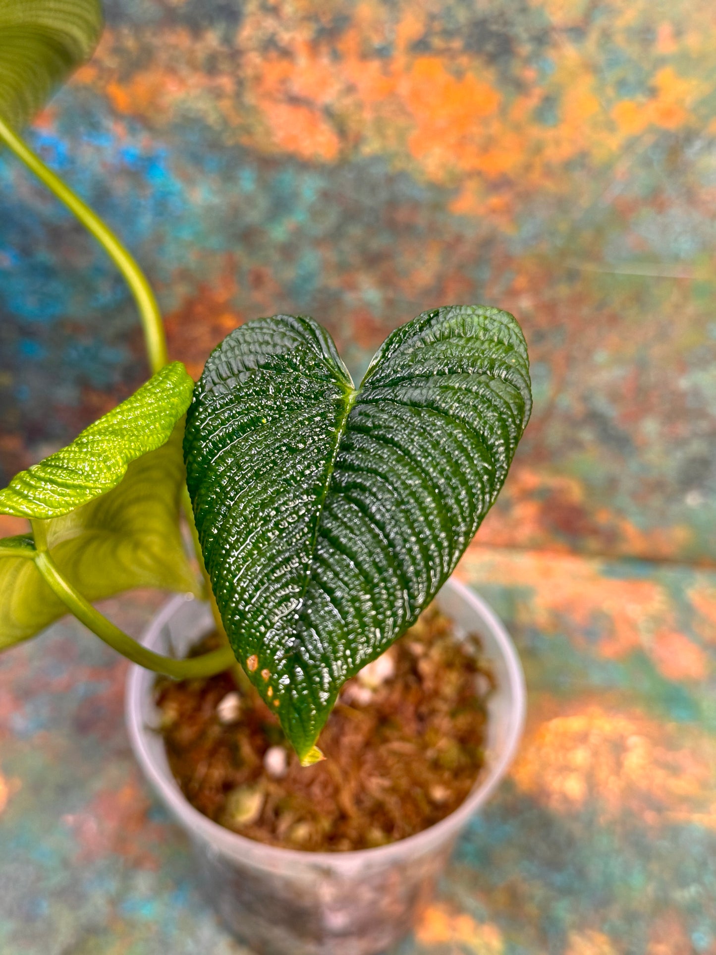 Philodendron Lynnhannoniae