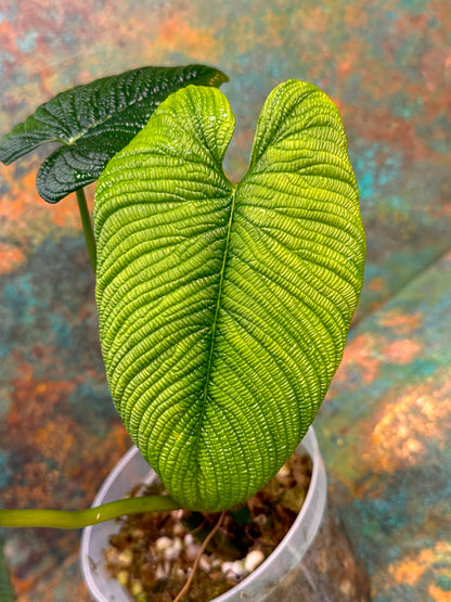 Philodendron Lynnhannoniae