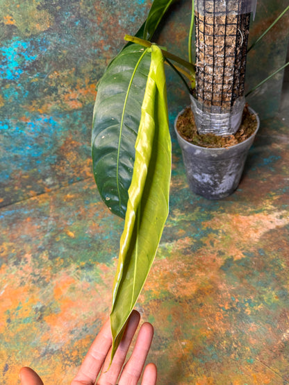 Philodendron Patriciae