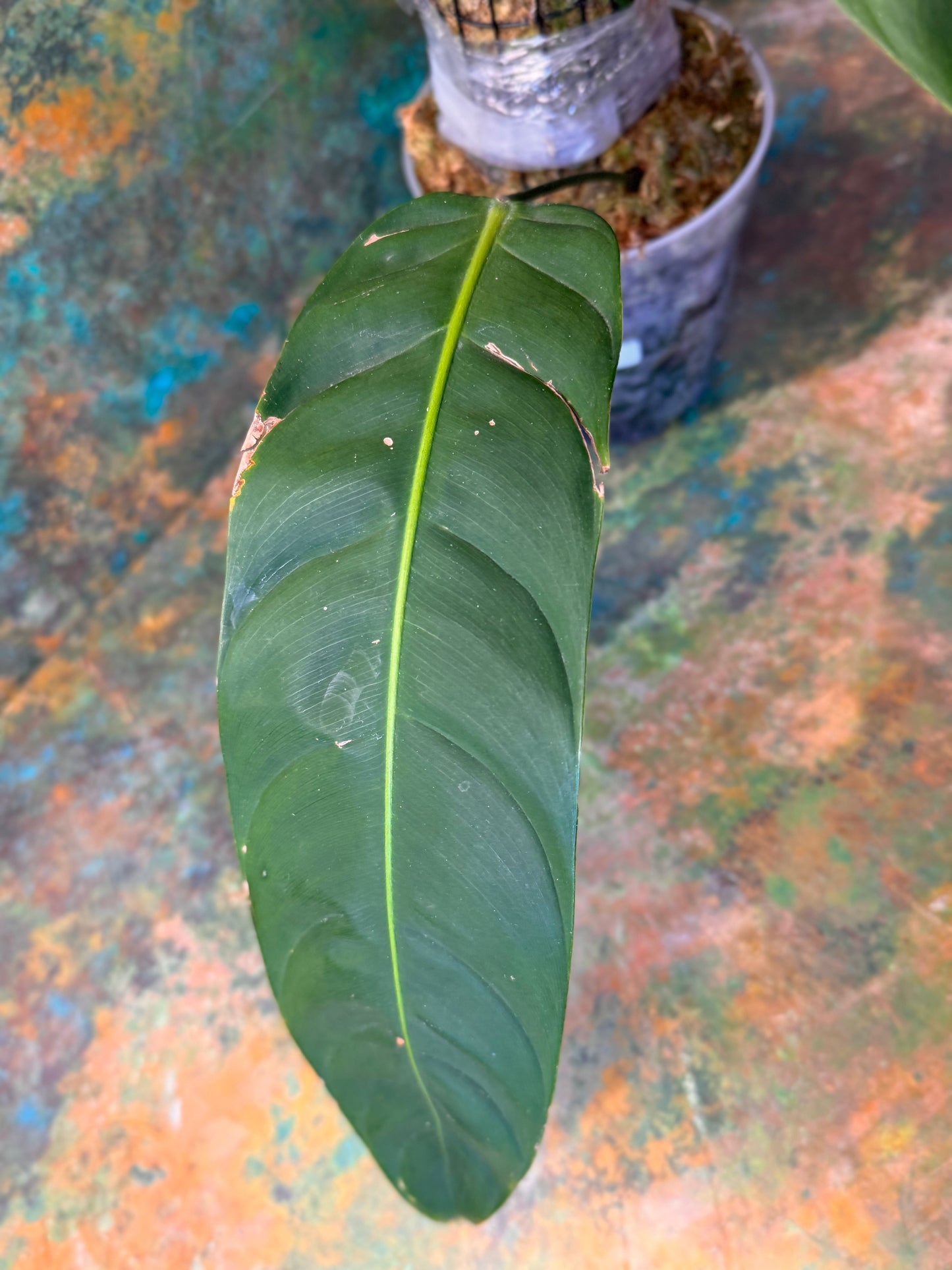 Philodendron Patriciae