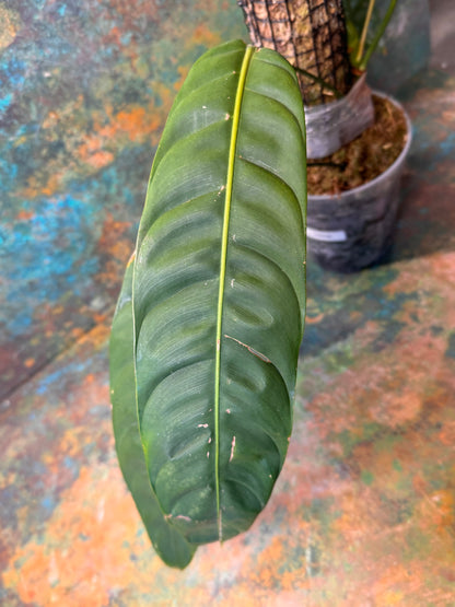 Philodendron Patriciae