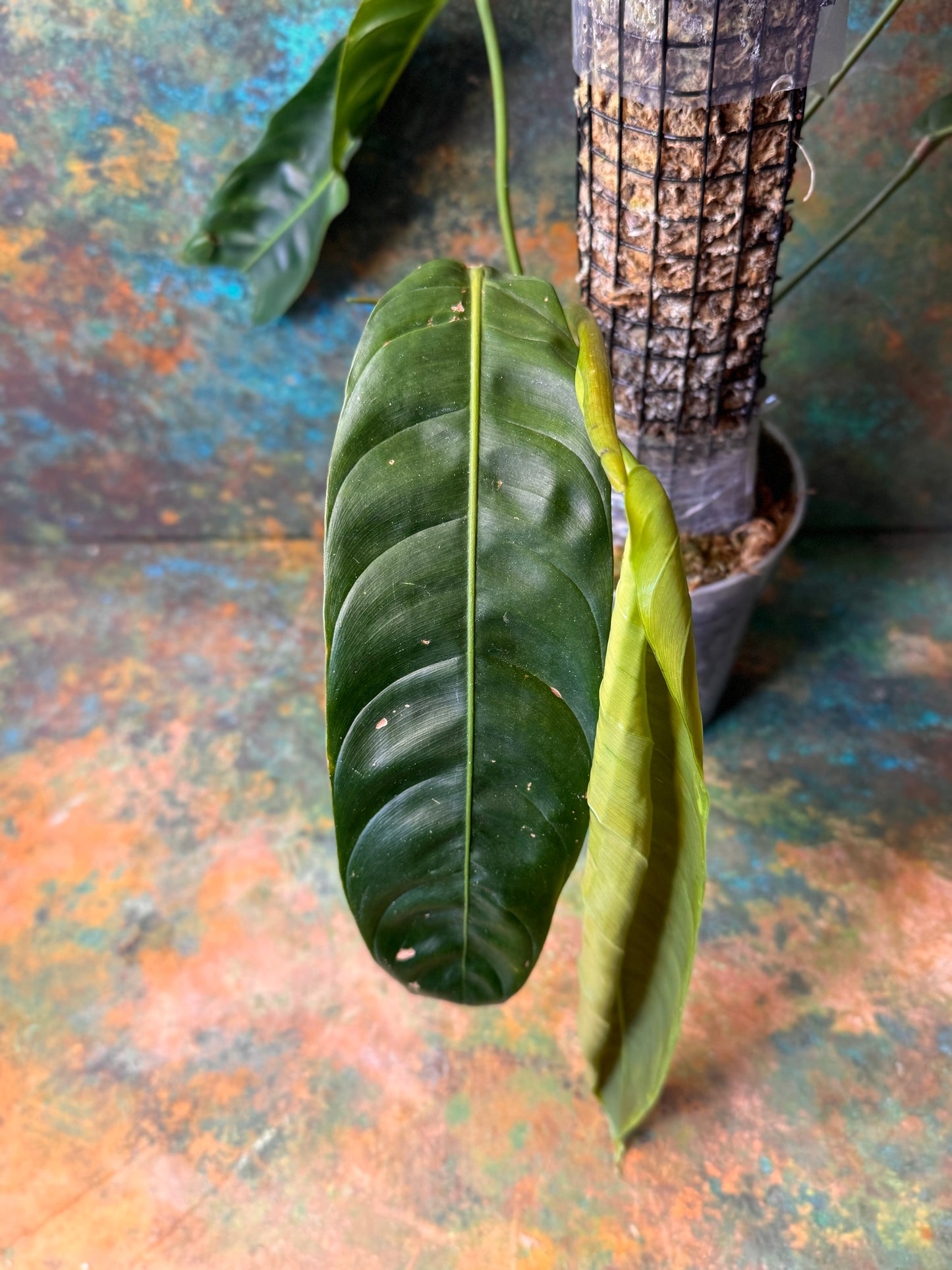 Philodendron Patriciae