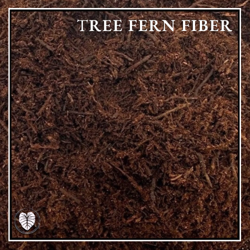 TREE FERN FIBER