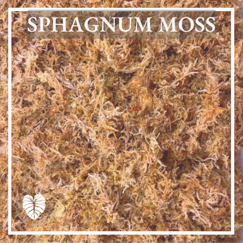 SPHAGNUM MOSS